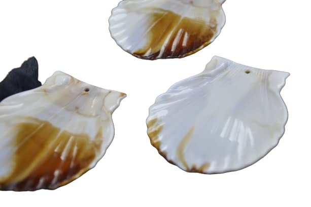 Ocean Oasis Sea Shell