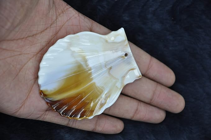 Ocean Oasis Sea Shell